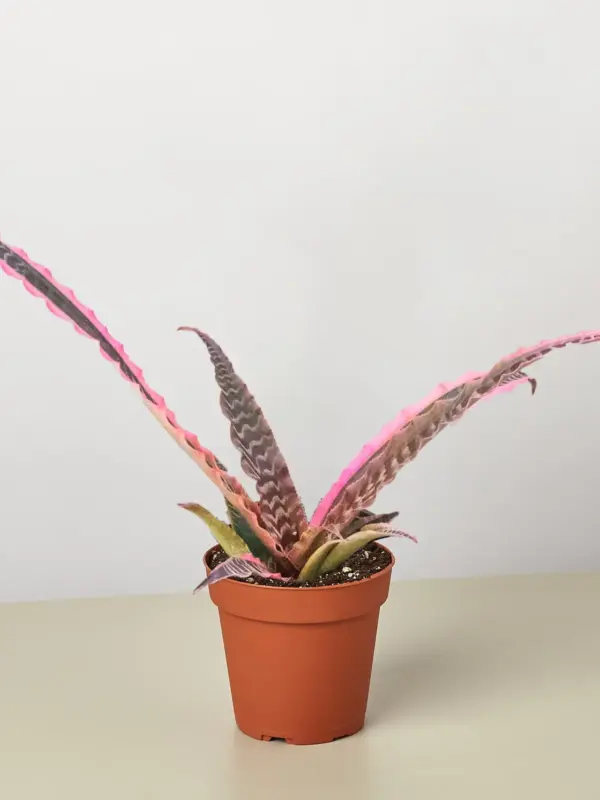 Cryptanthus 'Elaine' houseplant