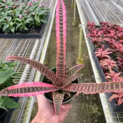 Cryptanthus 'Elaine' — additional view