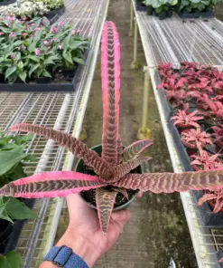 Cryptanthus 'Elaine' — additional view