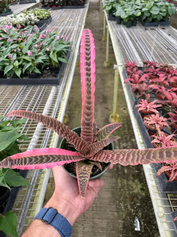 Cryptanthus 'Elaine' — additional view