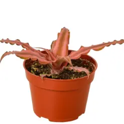 Cryptanthus 'Pink Star' houseplant