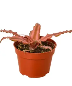 Cryptanthus 'Pink Star' houseplant