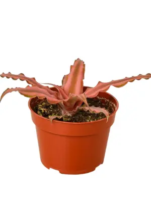 Cryptanthus 'Pink Star' houseplant