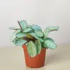 Ctenanthe burle-marxii 'Amagris' houseplant