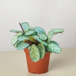 Ctenanthe burle-marxii 'Amagris' houseplant