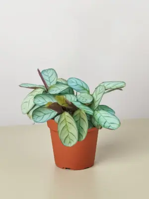 Ctenanthe burle-marxii 'Amagris' houseplant