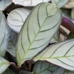 Ctenanthe burle-marxii 'Amagris' — additional view