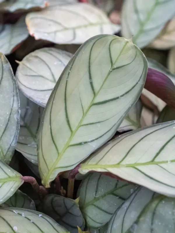 Ctenanthe burle-marxii 'Amagris' — additional view