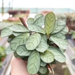 Ctenanthe burle-marxii 'Amagris' — additional view