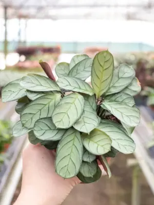 Ctenanthe burle-marxii 'Amagris' — additional view