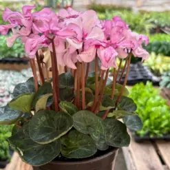 Cyclamen 'Pink' houseplant