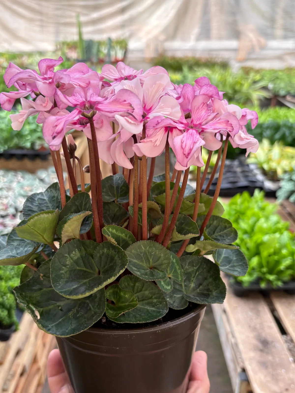 Cyclamen 