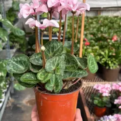 Cyclamen 'Pink' — additional view