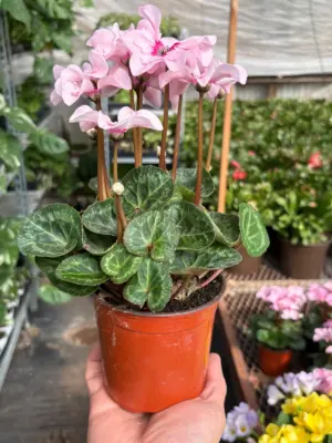 Cyclamen 'Pink' — additional view