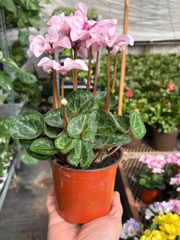 Cyclamen 'Pink' — additional view