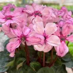 Cyclamen 'Pink' — additional view