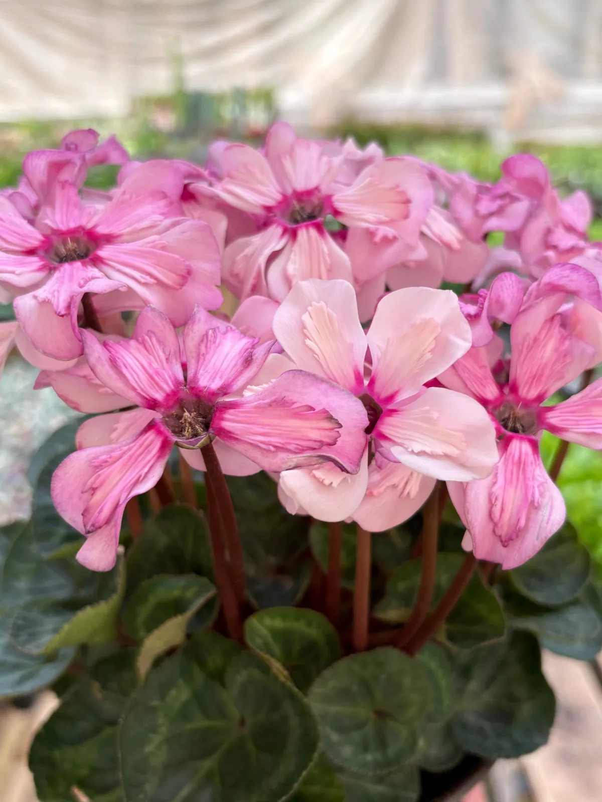Cyclamen 