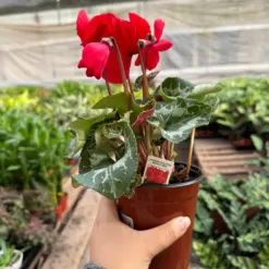 Cyclamen 'Red' houseplant