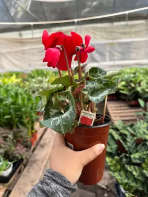 Cyclamen 'Red' houseplant
