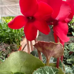 Cyclamen 'Red' — additional view