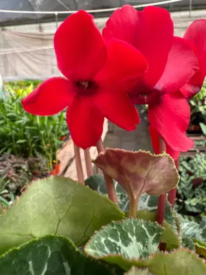 Cyclamen 'Red' — additional view