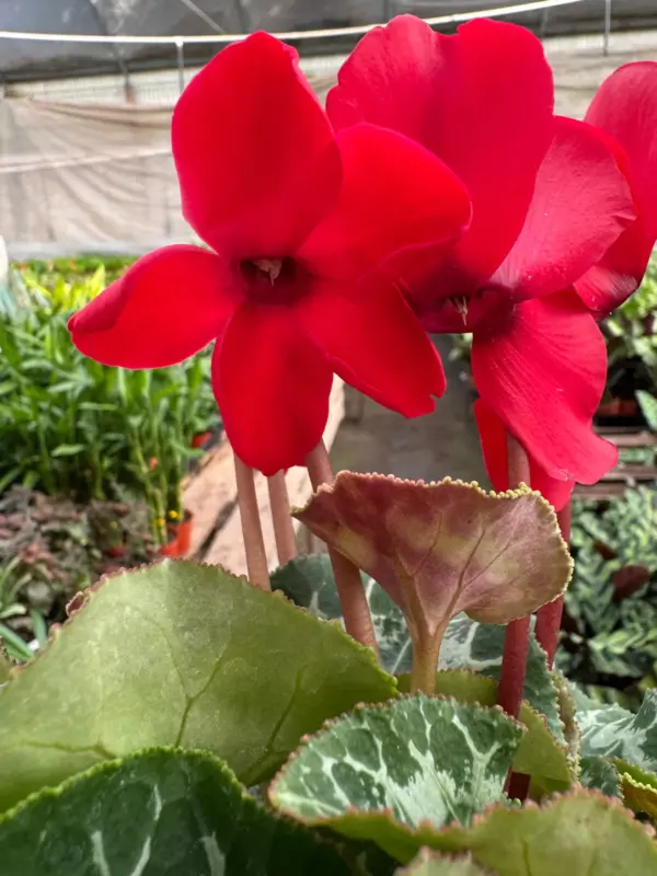 Cyclamen 'Red' — additional view
