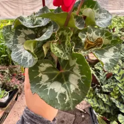 Cyclamen 'Red' — additional view