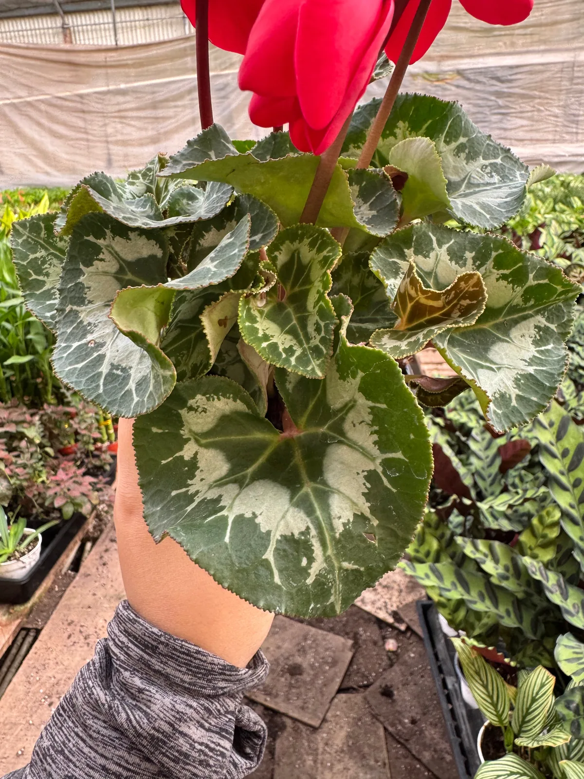 Cyclamen 