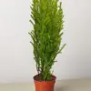 Cypress Lemon houseplant