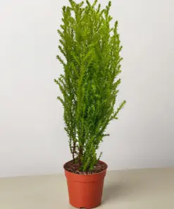 Cypress Lemon houseplant