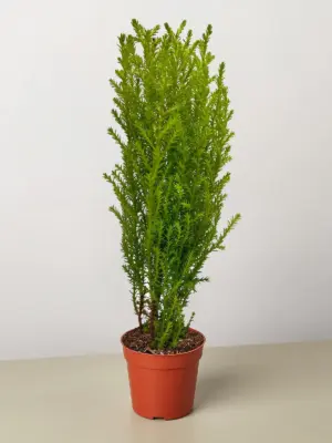 Cypress Lemon houseplant