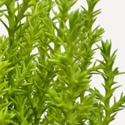 Cypress Lemon — additional view