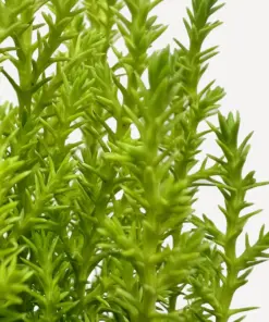 Cypress Lemon — additional view