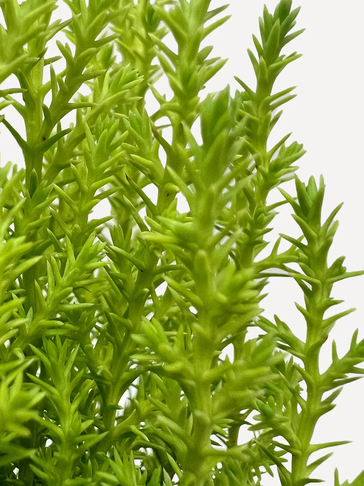 Cypress Lemon — additional view