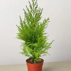 Cypress Lemon — additional view