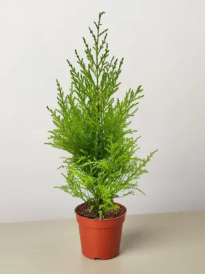 Cypress Lemon — additional view