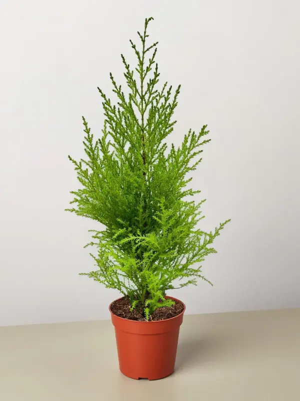 Cypress Lemon — additional view