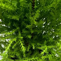 Cypress Lemon — additional view
