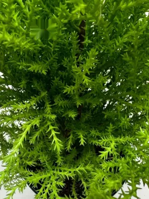 Cypress Lemon — additional view