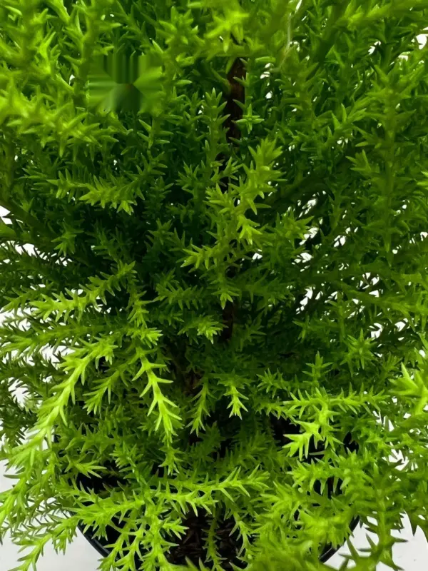 Cypress Lemon — additional view