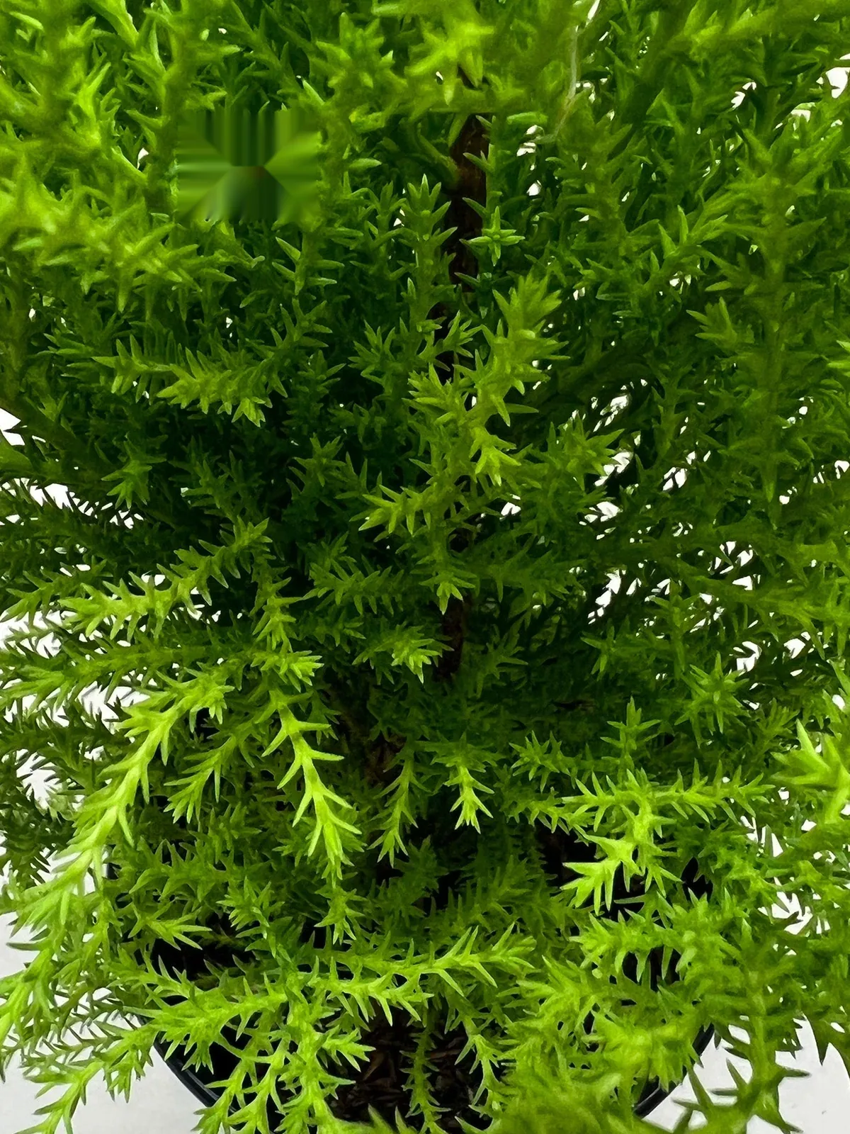 Cypress Lemon — additional view