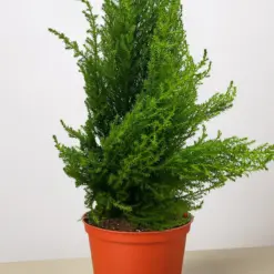 Cypress Lemon — additional view