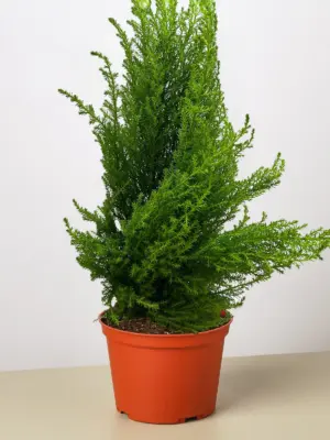 Cypress Lemon — additional view