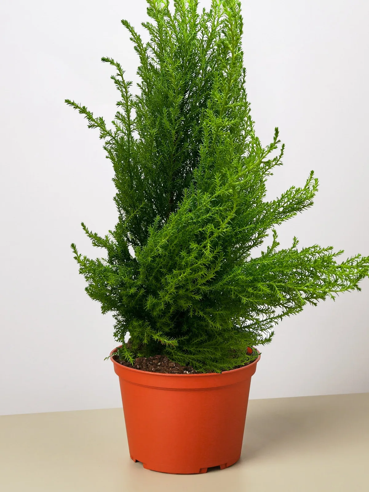 Cypress Lemon — additional view