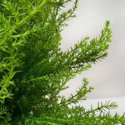 Cypress Lemon — additional view