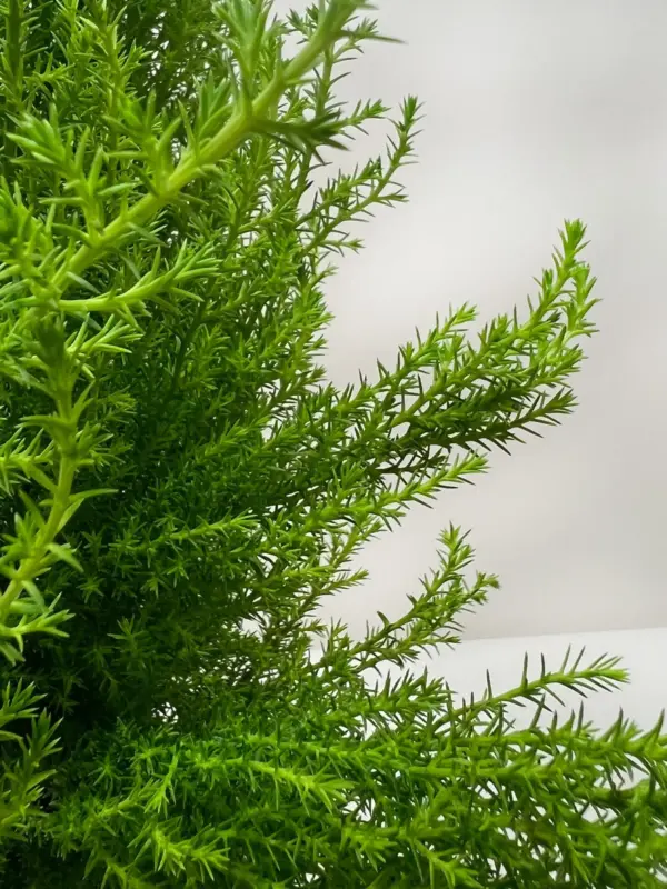 Cypress Lemon — additional view