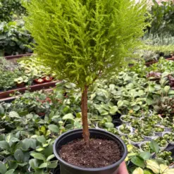 Cypress Lemon Topiary houseplant