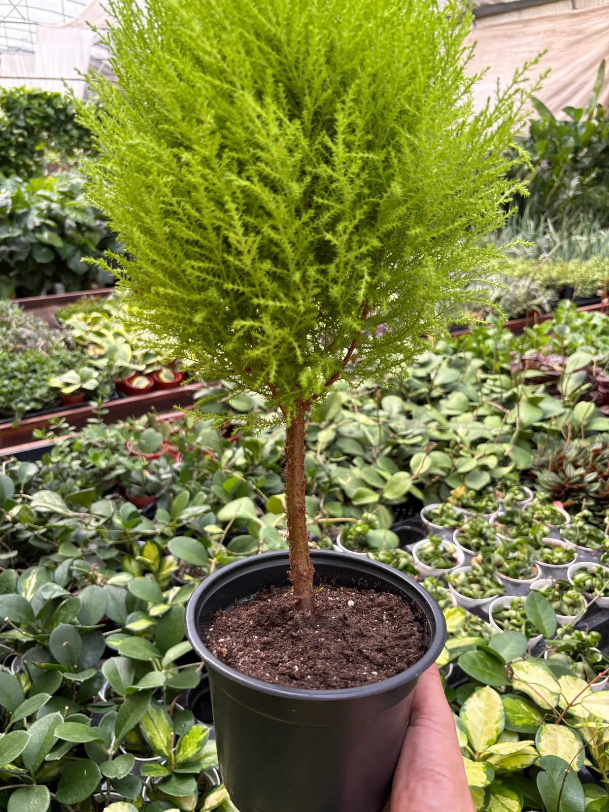 Cypress Lemon Topiary houseplant
