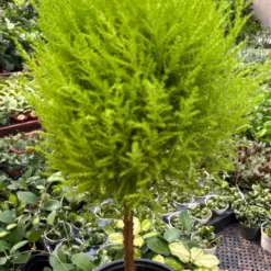 Cypress Lemon Topiary — additional view
