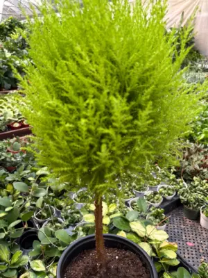Cypress Lemon Topiary — additional view